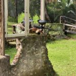 Paintball Puncak
